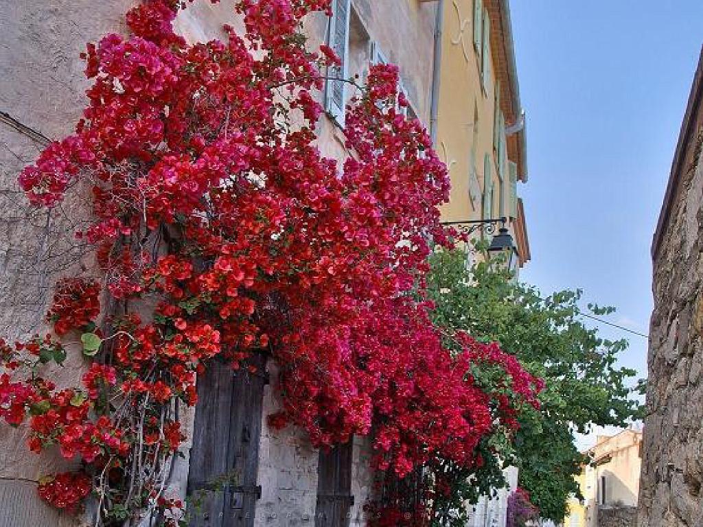 183 HYERES ET SES PALMIERS D13_000023.jpg